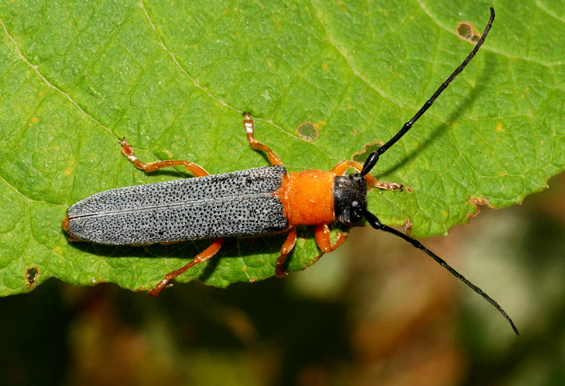 Cerambycidae da conf: Oberea oculata